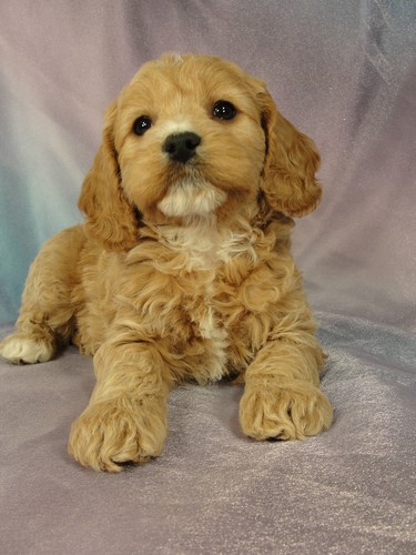 I'm going to Massachusetts-Female Cockapoo Puppy for sale #12 Born December 25, 2011